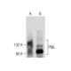 PML Antibody (G-8) - Western Blotting - Image 283629