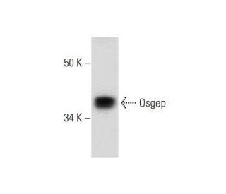 Osgep Antibody (H-3) - Western Blotting - Image 292988 