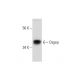 Osgep Antibody (H-3) - Western Blotting - Image 292988 