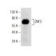 ZNF3 Antibody (H-10) - Western Blotting - Image 155808