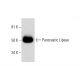 Pancreatic Lipase Antibody (A-3) - Western Blotting - Image 292046 