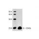 human platelet extract: sc-363773. Western blot analysis of CD42 alpha expression...