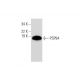 PSP94 Antibody (F-1) - Western Blotting - Image 290842 