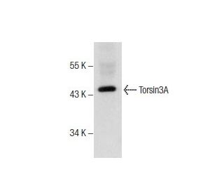 human salivary gland extract: sc-363762. Western blot analysis of Torsin3A... 