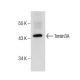human salivary gland extract: sc-363762. Western blot analysis of Torsin3A... 