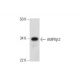 AMPKβ2 Antibody (F-8) - Western Blotting - Image 291030 