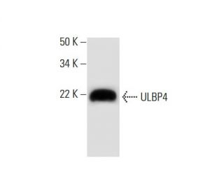 ULBP4 Antibody (6E6) - Western Blotting - Image 290007 