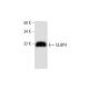 ULBP4 Antibody (6E6) - Western Blotting - Image 290007 