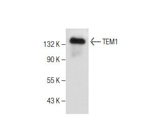 TEM1 Antibody (G-9) - Western Blotting - Image 282589 