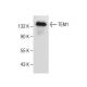 TEM1 Antibody (G-9) - Western Blotting - Image 282589 