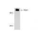 PICK1 Antibody (D-10) - Western Blotting - Image 288301