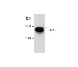 HRP-3 Antibody (A-10) - Western Blotting - Image 156338 