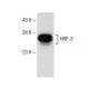 HRP-3 Antibody (A-10) - Western Blotting - Image 156338 