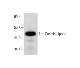 Gastric Lipase (D-17): sc-50934. Western blot analysis of Gastric Lipase expression in human stomach tissue extract. 