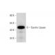 Gastric Lipase (D-17): sc-50934. Western blot analysis of Gastric Lipase expression in human stomach tissue extract. 