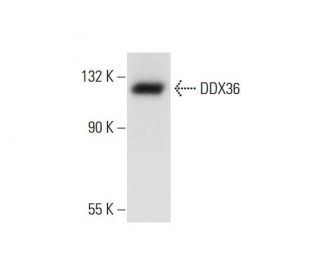 DDX36 Antibody (B-6) - Western Blotting - Image 290723 
