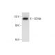DDX36 Antibody (B-6) - Western Blotting - Image 290723 