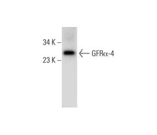 human thyroid extract: sc-363782. Western blot analysis of GFR alpha-4 expression... 