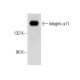 Integrin α11/ITGA11 Antibody (F-5) - Western Blotting - Image 286041