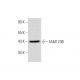 FAM170B (S-15): sc-246634. Western blot analysis of FAM170B expression in human uterus tissue extract. 