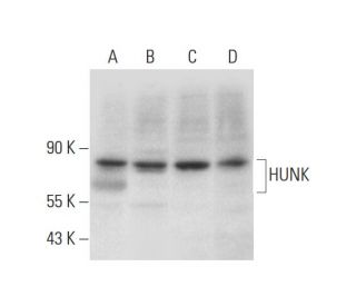 HUNK Antibody (B-7) - Western Blotting - Image 326482Each CRISPR/Cas9 Knockout (KO) Plasmid product consists of a pool of 3 plasmids designed to ensure identification and cleavage of a specific gene for maximum knockout efficiency. Each plasmid encodes a unique 20 nt sequence derived from the GeCKO (v2) library.
