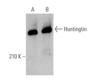 Huntingtin Antibody (3E10) - Western Blotting - Image 362888 
