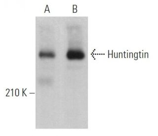 Huntingtin Antibody (8A4) - Western Blotting - Image 362244 