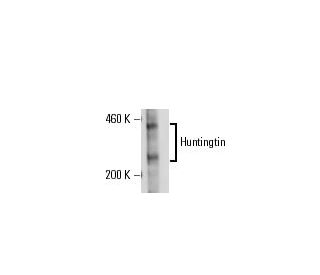 Huntingtin Antibody (HDC8A4) - Western Blotting - Image 17782 