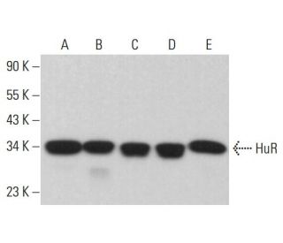 HuR/ELAV1 Antibody (G-5) - Western Blotting - Image 380003 
