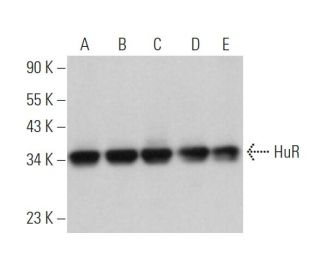 HuR/ELAV1 Antibody (3A2) - Western Blotting - Image 374175