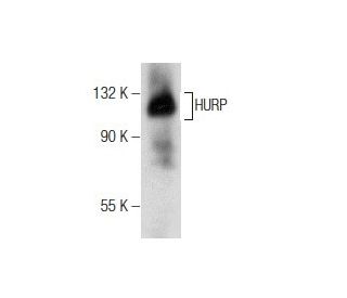 HURP Antibody (D-12) - Western Blotting - Image 158988 