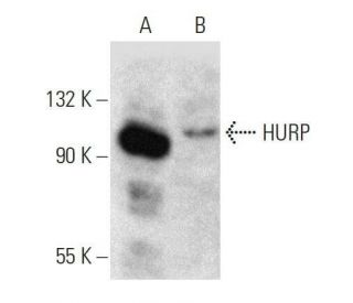HURP Antibody (E-7) - Western Blotting - Image 358631 