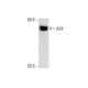 HuT 78 Whole Cell Lysate: sc-2208. Western blot analysis of...