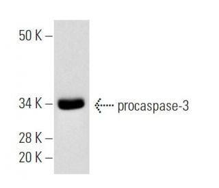 HuT 78 Whole Cell Lysate: sc-2208. Western blot analysis of... 