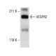 HUV-EC-C + VEGF Cell Lysate: sc-24709. Western blot analysis of...