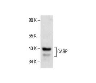 HUV-EC-C + VEGF Cell Lysate: sc-24709. Western blot analysis of... 