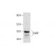 HUV-EC-C + VEGF Cell Lysate: sc-24709. Western blot analysis of... 