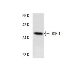 DOR-1 (M-20): sc-7492. Western blot analysis of DOR-1 expression in HUV-EC-C whole cell lysate. 