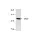 DOR-1 (M-20): sc-7492. Western blot analysis of DOR-1 expression in HUV-EC-C whole cell lysate. 