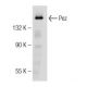 Pez Antibody (F-12) - Western Blotting - Image 147161