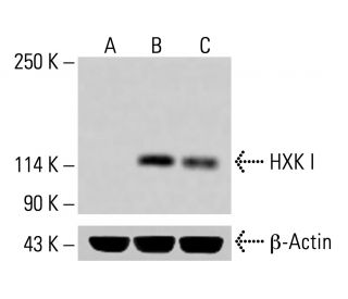 HXK I Antibody (A-7) - Western Blotting - Image 414137