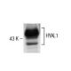HYAL1 Antibody (4F9) - Western Blotting - Image 137489