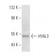 HYAL3 Antibody (E-11) - Western Blotting - Image 389121