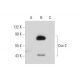 Hydrocortisone: sc-300810. Western blot analysis of Cox-2 expression in untreated (A), LPS treated (B) and LPS and Hydroco