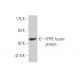 HYPE Antibody (3F5) - Western Blotting - Image 349521