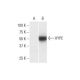 HYPE Antibody (3F5) - Western Blotting - Image 352182 