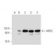 IARS2 Antibody (B-1) - Western Blotting - Image 297044