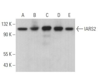 IARS2 Antibody (B-1) - Western Blotting - Image 369474 