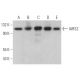 IARS2 Antibody (B-1) - Western Blotting - Image 369474 