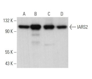 IARS2 Antibody (E-2) - Western Blotting - Image 369471 